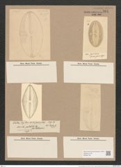 Navicula spectabilis Greg. (de-Toni-Nr.: Genus 1, Species 338) Zeichnungen Sammlung Grunow Nr. 781 (NHMW-BOT-W0367190)